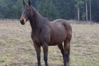 Haroun