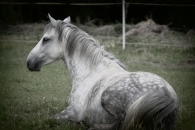 58-15-IFF_4829