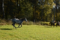 IFF_5252